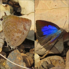 Arhopala amantes