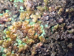 Frullania squarrosula