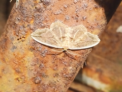 Hydatoscia ategua