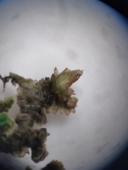 Frullania squarrosula