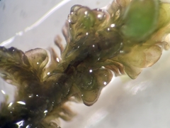 Frullania squarrosula