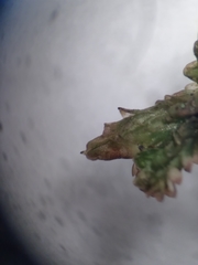 Frullania squarrosula