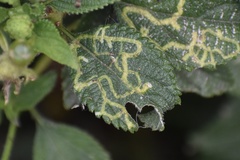 photo of Ophiomyia mine in a Lantana leaf