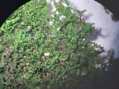 Frullania pentapleura