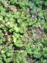 Frullania pentapleura