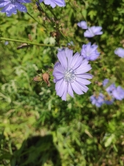 Cichorium intybus