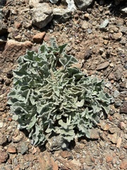 Calystegia collina oxyphylla