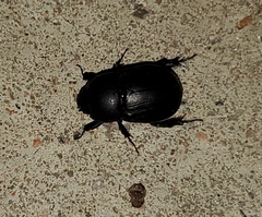 Euetheola