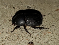 Euetheola