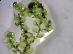 Frullania pentapleura