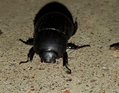 Euetheola