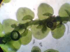 Frullania pentapleura