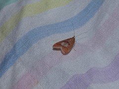 Syntonarcha vulnerata