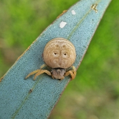 Cymbacha cerea