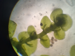 Frullania pentapleura