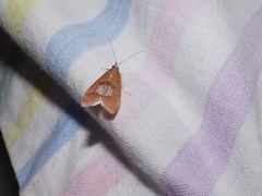 Syntonarcha vulnerata