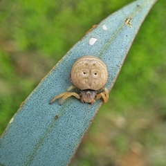 Cymbacha cerea