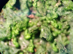 Frullania pentapleura