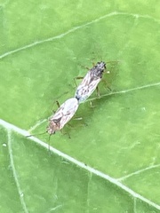 Nysius plebeius