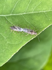 Nysius plebeius