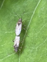 Nysius plebeius