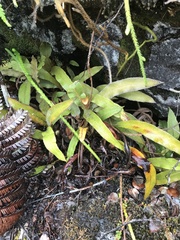 Elaphoglossum paleaceum