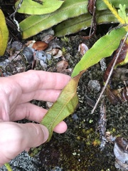 Elaphoglossum paleaceum