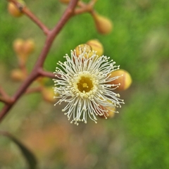 Eucalyptus largiflorens