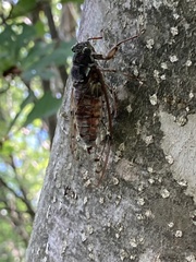 Tanna japonensis