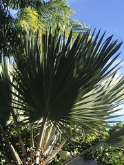 Bismarckia