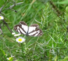 Melanargia epimede