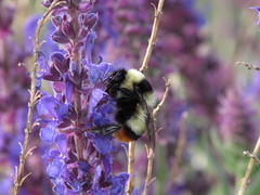 Bombus cullumanus