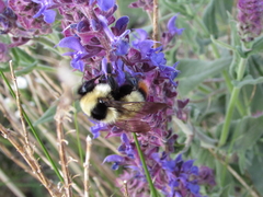 Bombus cullumanus