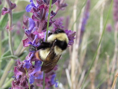 Bombus cullumanus