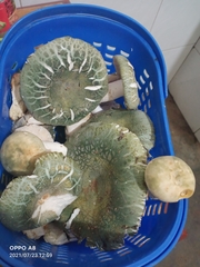 Virescentinae