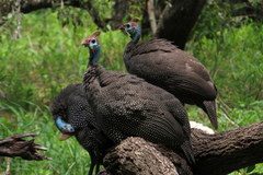 Numida meleagris mitratus