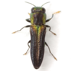 Agrilaxia flavimana