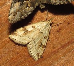 Udea washingtonalis