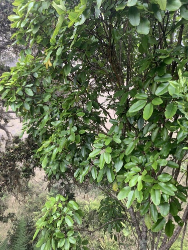 Cheirodendron trigynum observed 2021-07-21