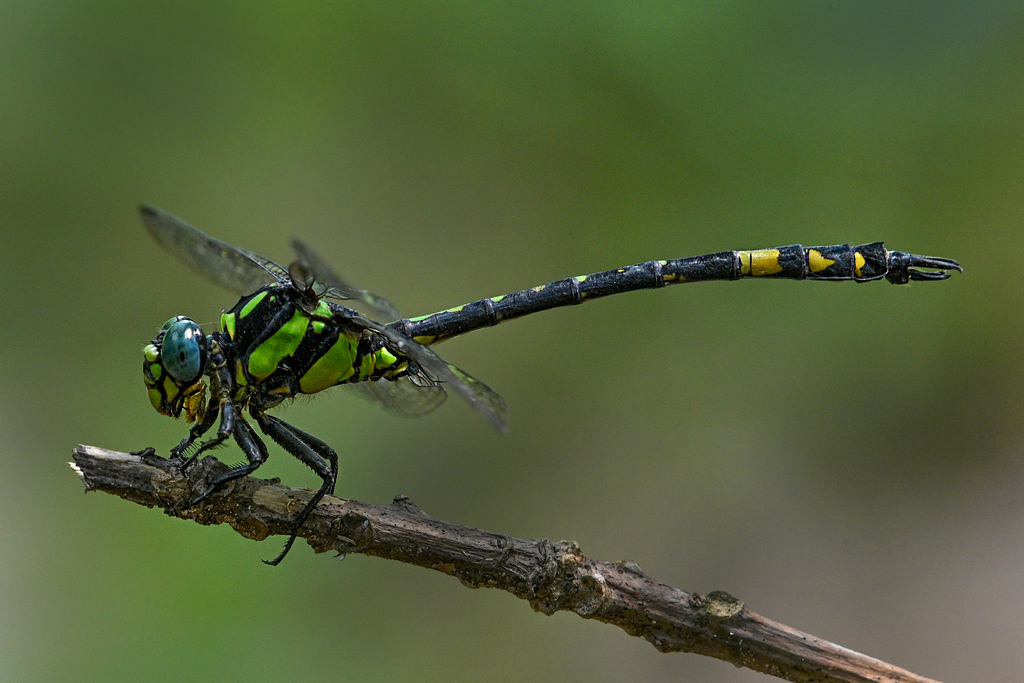 Giant Clubtail
