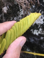 Polypodium pellucidum vulcanicum