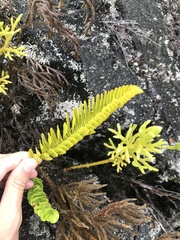 Polypodium pellucidum vulcanicum