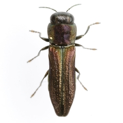 Agrilaxia arizonae