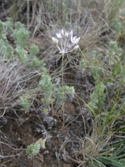 Allium pallasii