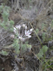 Allium pallasii