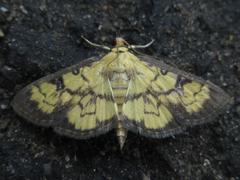 Goniorhynchus exemplaris