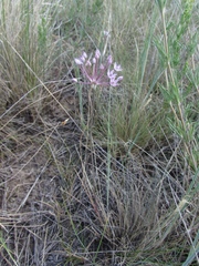Allium pallasii