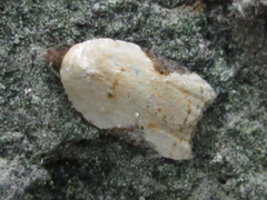 Acleris takeuchii