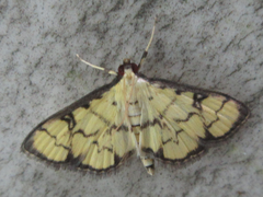 Goniorhynchus butyrosa
