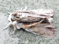 Shaka atrovittatus